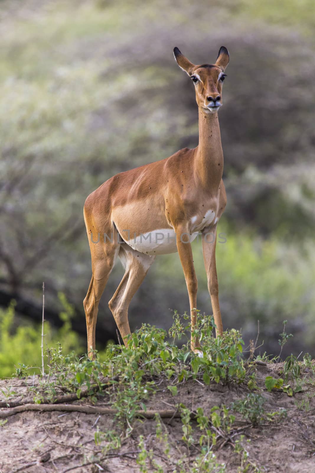 Young female impala antelope, Tarangire National Park, Tanzania