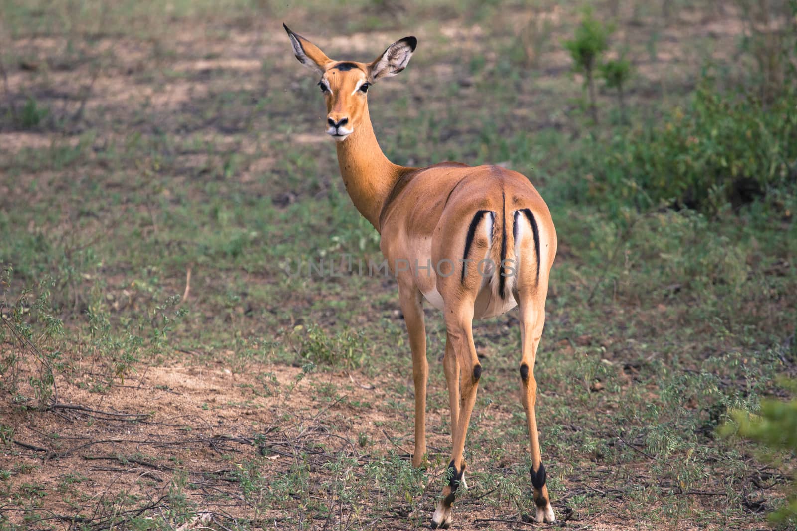 Female impala antelopes in Maasai Mara National Reserve, Kenya. by mariusz_prusaczyk