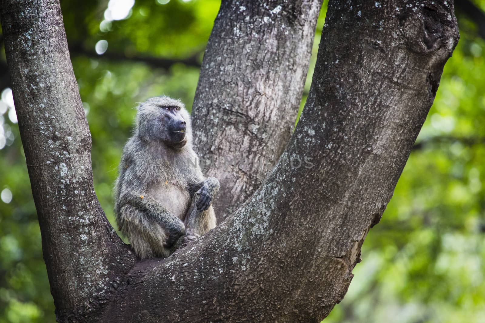 Baboon - Tarangire National Park - Wildlife Reserve in Tanzania, by mariusz_prusaczyk