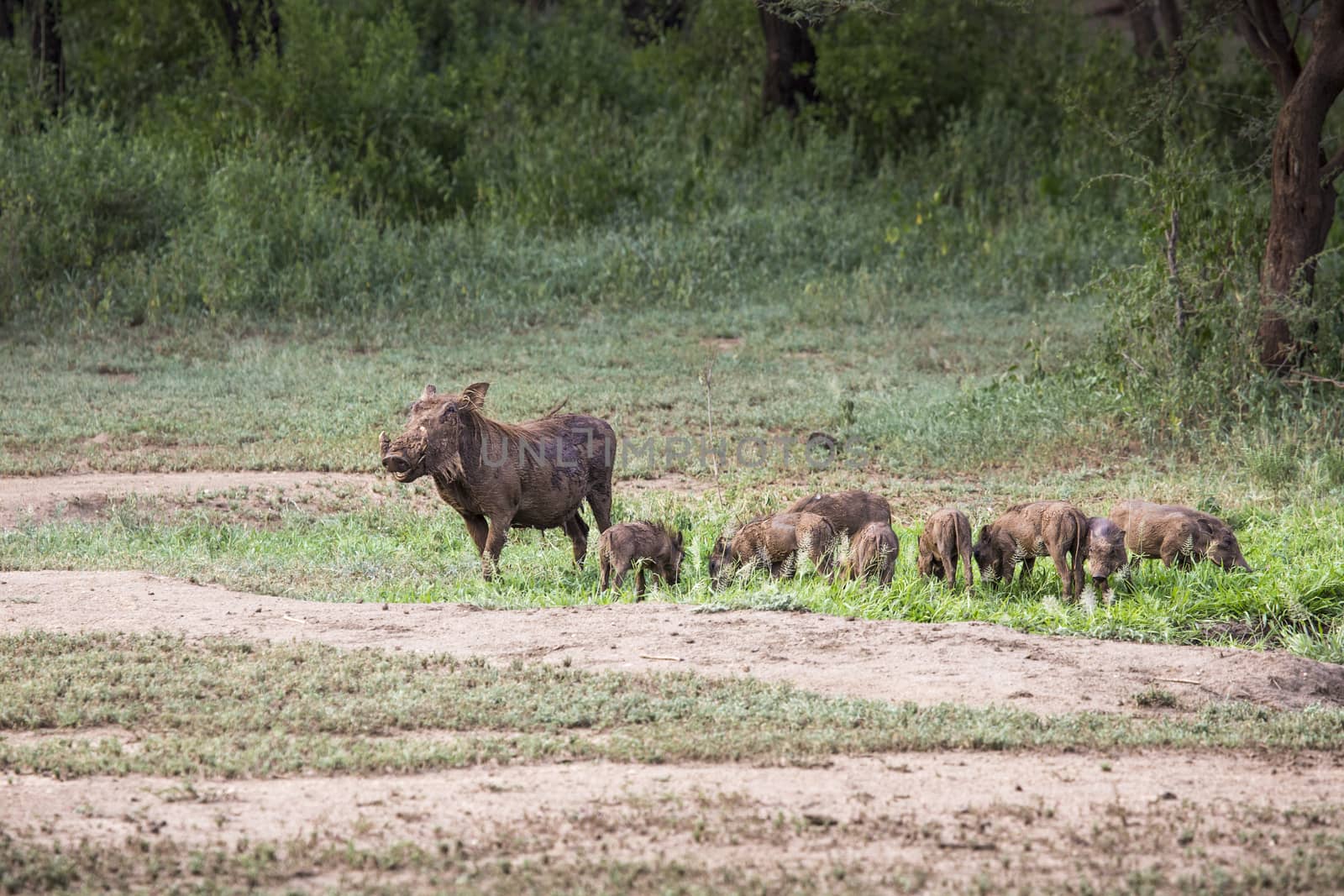 Warthogs near a water hole in Tarangire national park in Tanzania