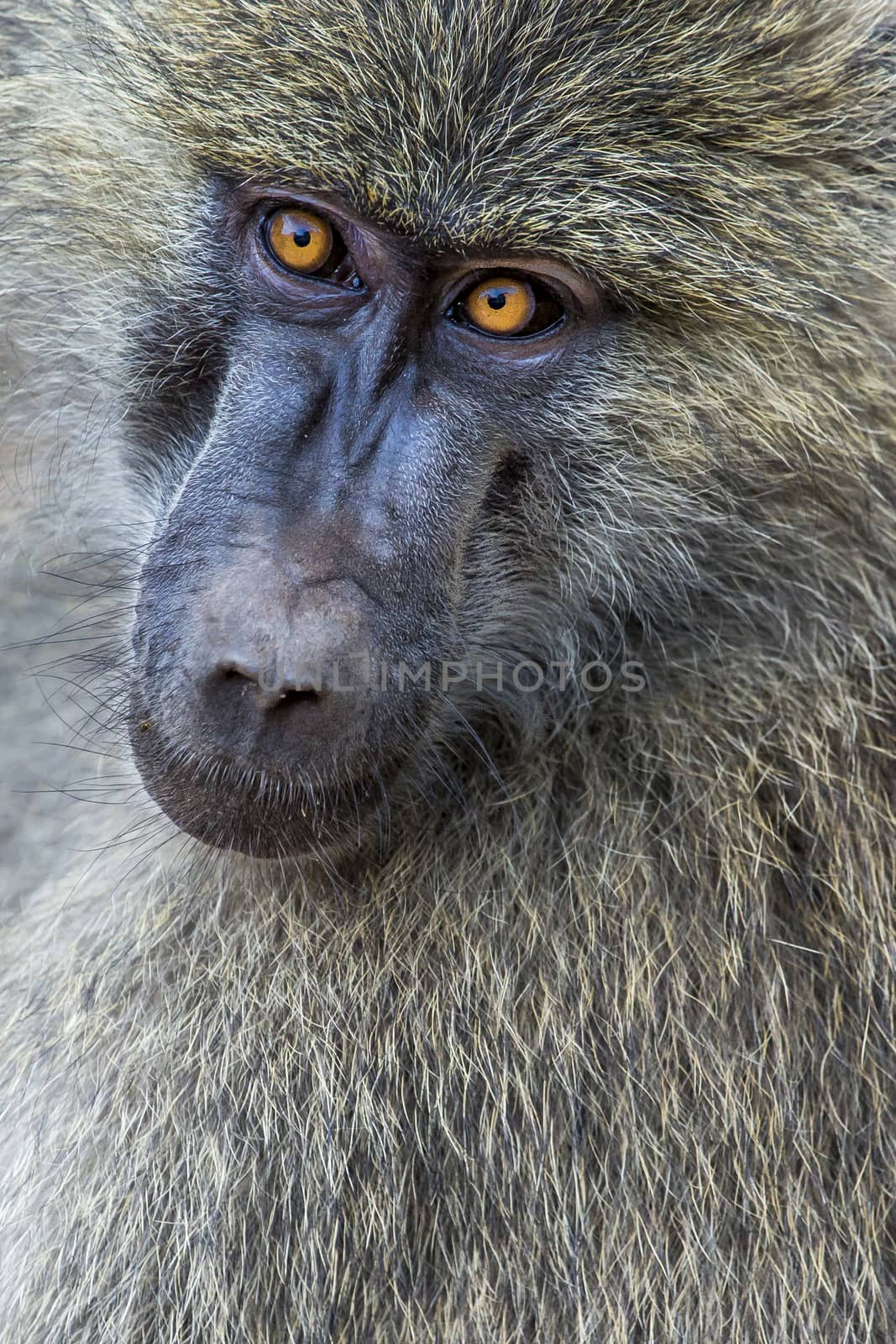 Head view of Anubus baboon in Tarangire National Park, Tanzania by mariusz_prusaczyk
