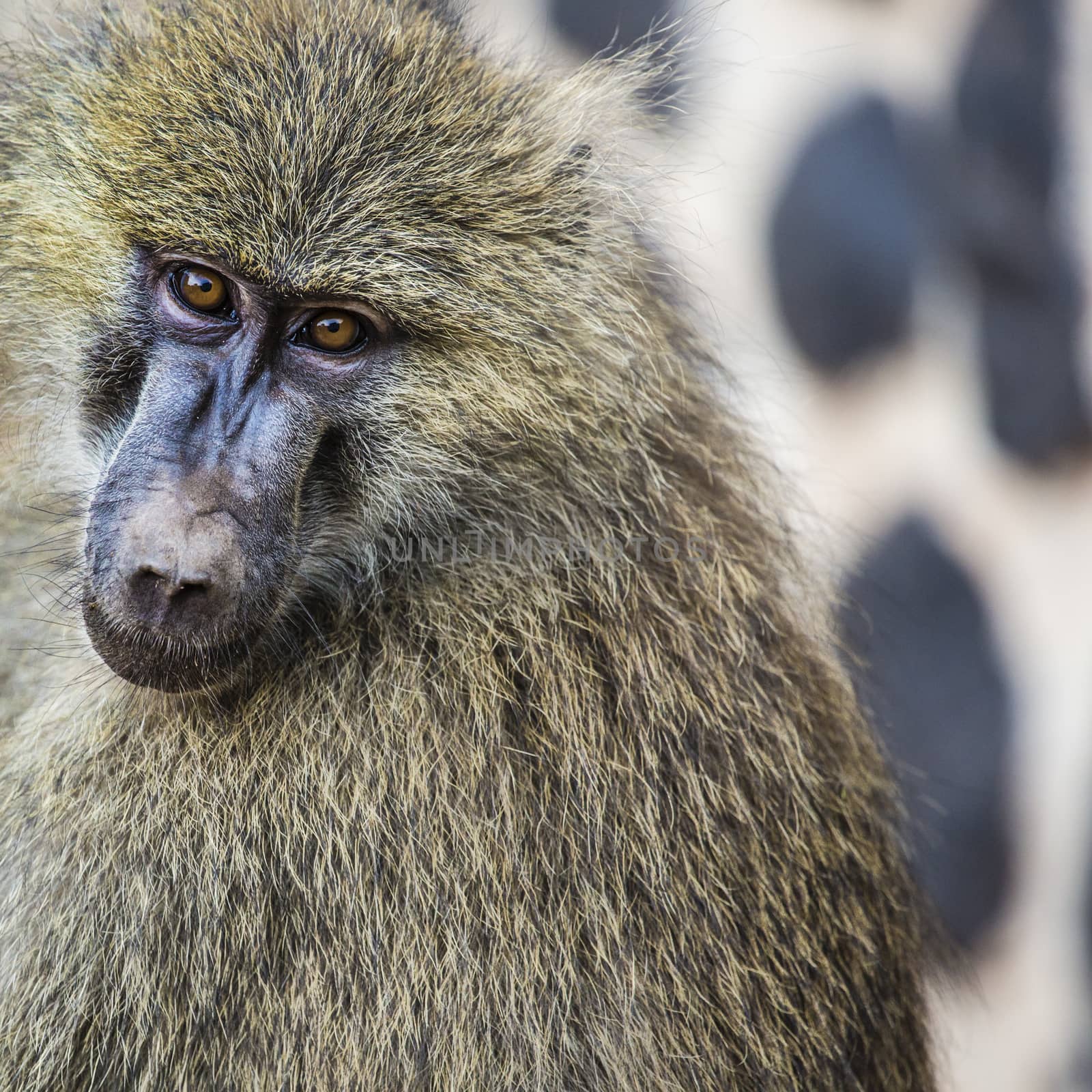 Head view of Anubus baboon in Tarangire National Park, Tanzania by mariusz_prusaczyk