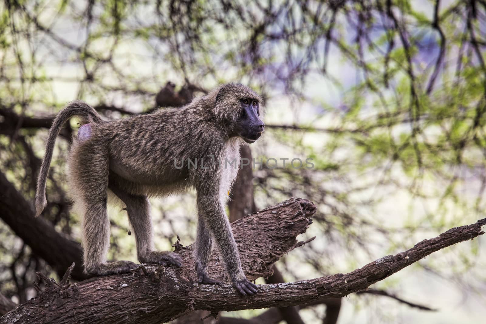 Baboon - Tarangire National Park - Wildlife Reserve in Tanzania, Africa