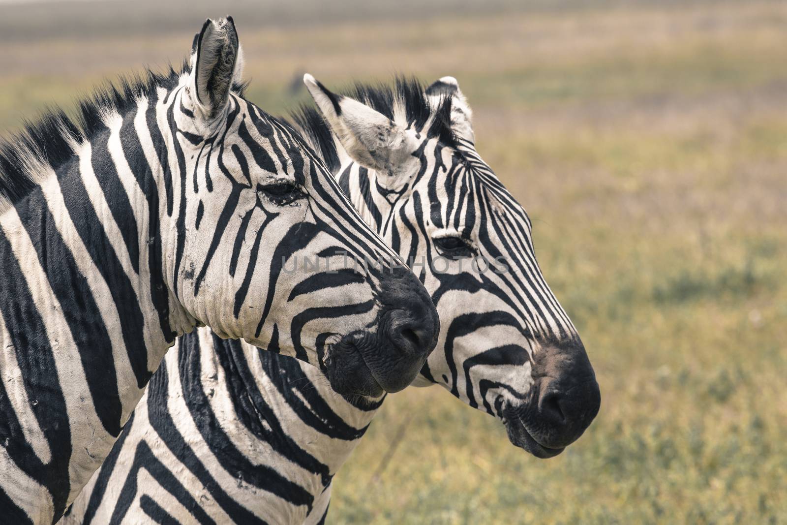 Zebra in National Park. Africa, Kenya