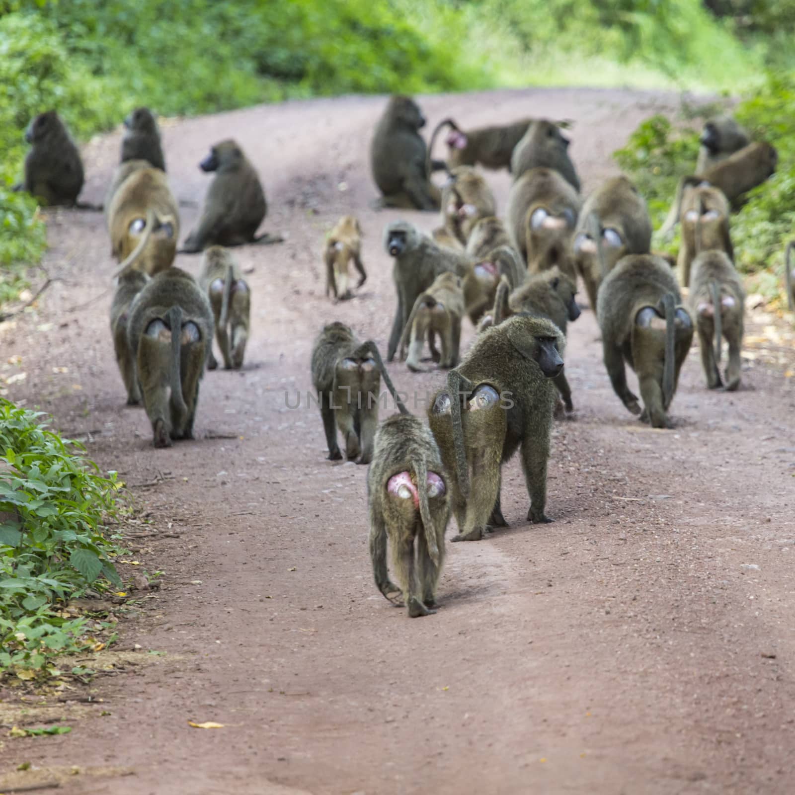 Group of Baboon monkeys in African bush. Lake Manyara National Park in Tanzania