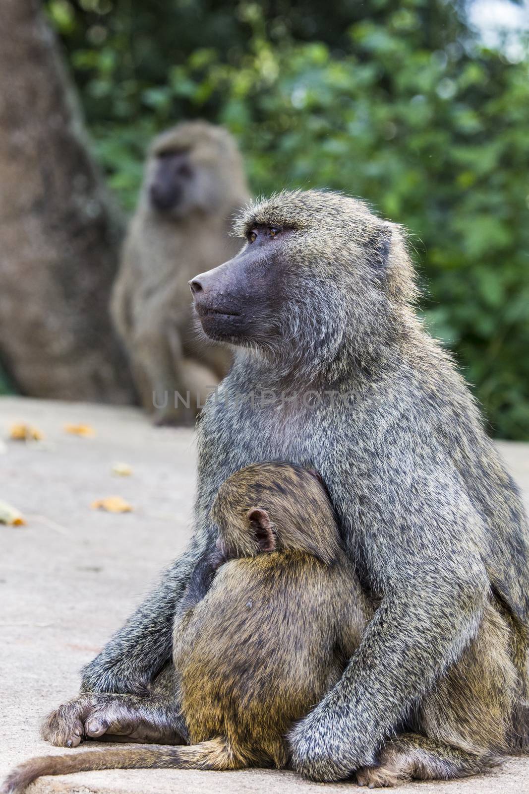 Mother and baby baboon by mariusz_prusaczyk