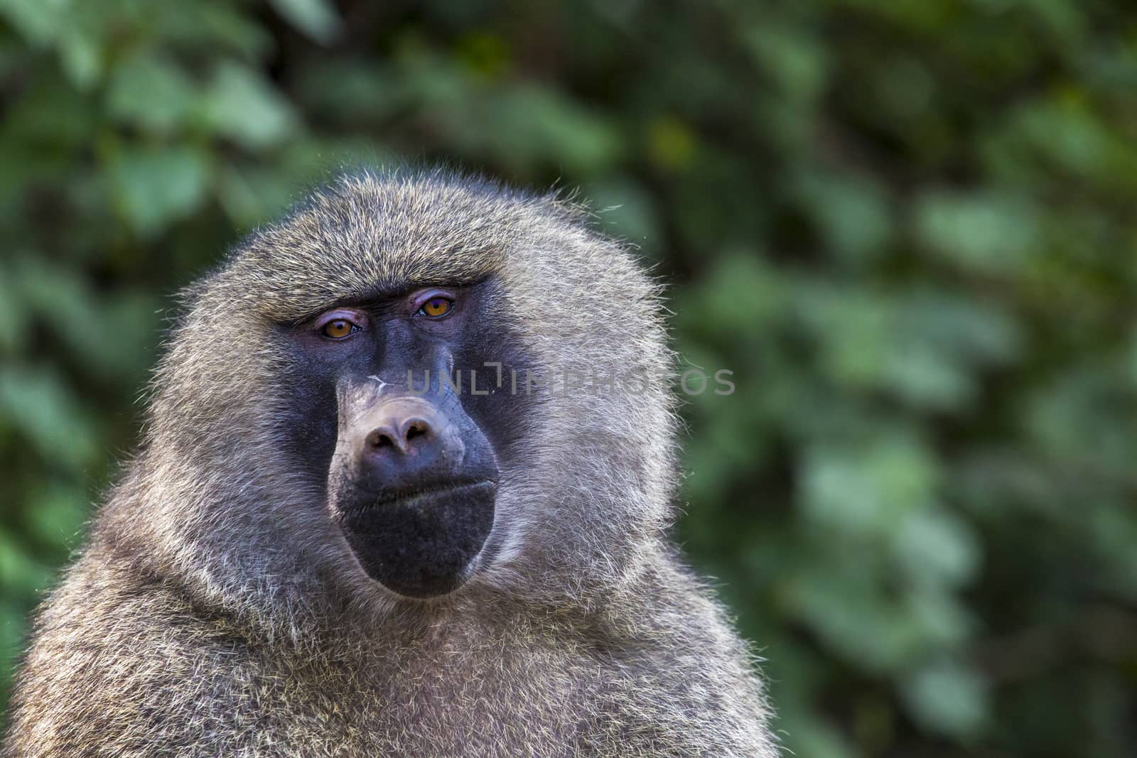 Head view of Anubus baboon in Tarangire National Park, Tanzania by mariusz_prusaczyk