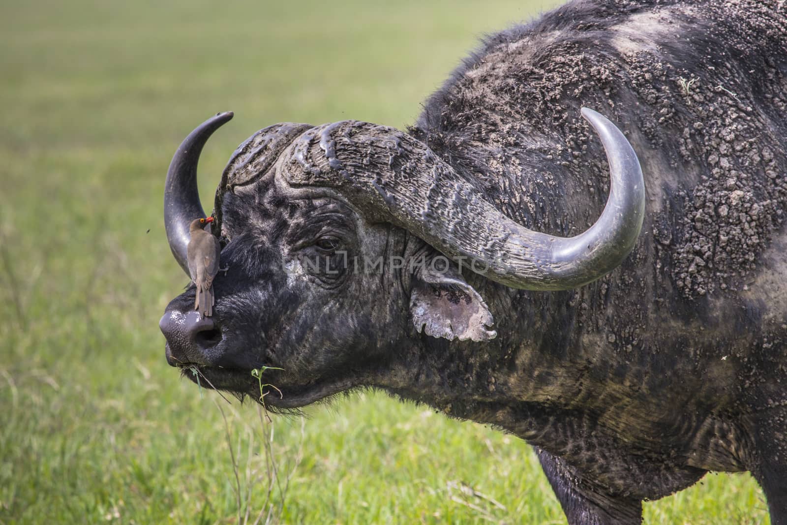 African buffalo (Syncerus caffer) on the grass. The photo was taken in Ngorongoro Crater, Tanzania