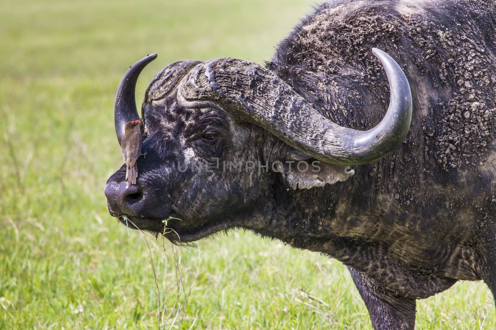 African buffalo (Syncerus caffer) on the grass. The photo was taken in Ngorongoro Crater, Tanzania