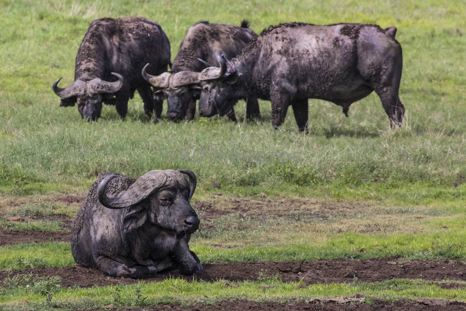 African buffalo (Syncerus caffer) on the grass. The photo was taken in Ngorongoro Crater, Tanzania