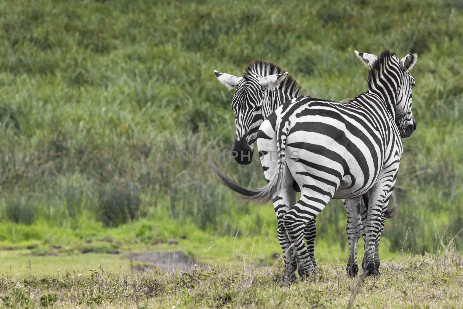 Zebras in Ngorongoro conservation area, Tanzania by mariusz_prusaczyk