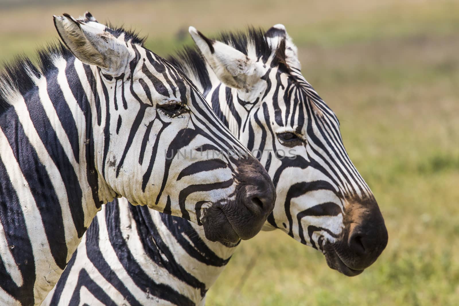 Zebra in the grass (Masai Mara; Kenya)