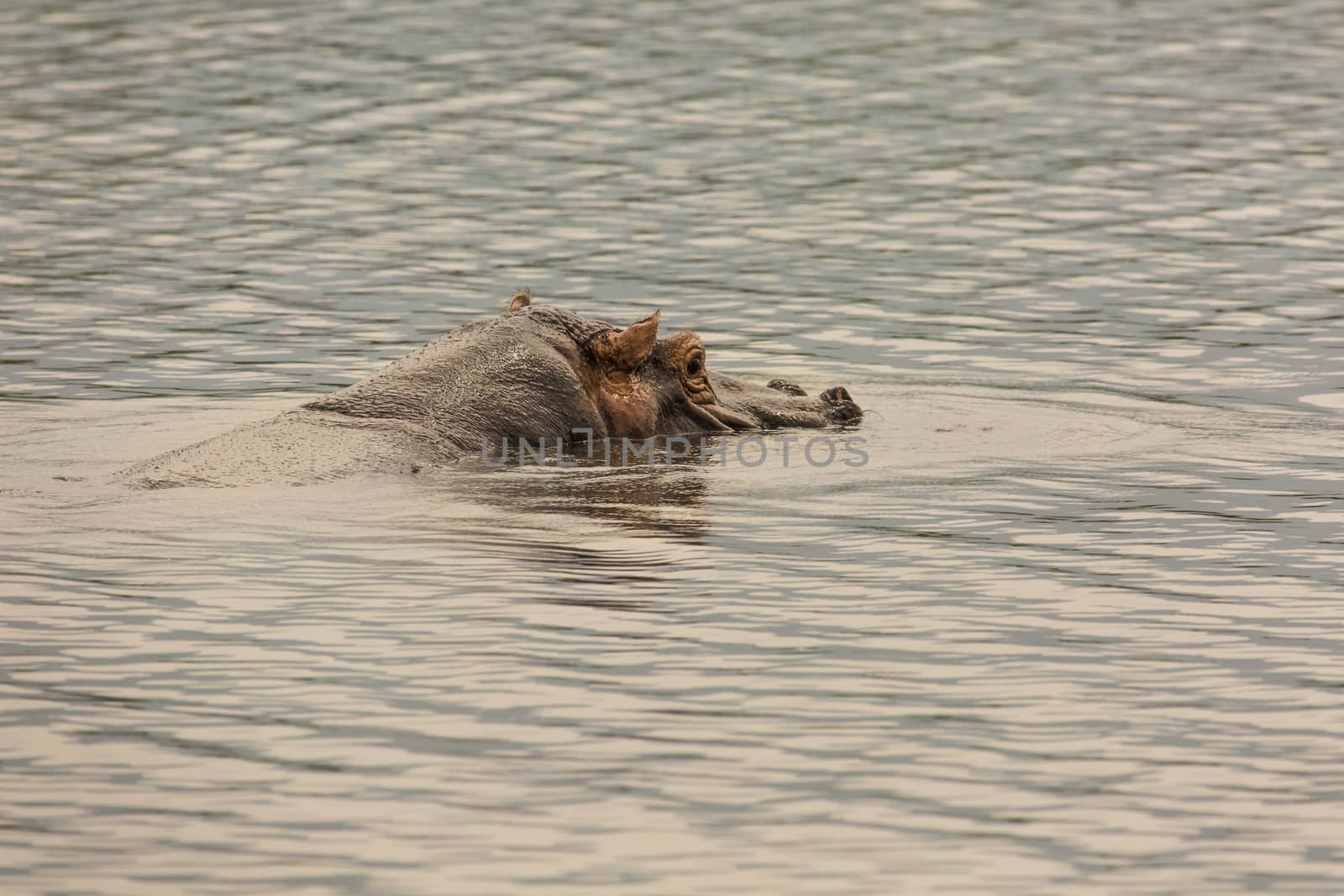 Hippopotamus in Ngorongoro Crater, Nature Reserve in Tanzania, E by mariusz_prusaczyk