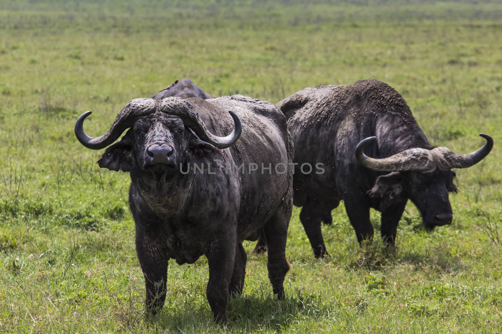 African buffalo (Syncerus caffer) on the grass. The photo was ta by mariusz_prusaczyk