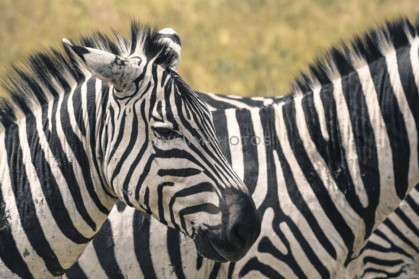 Zebra in National Park. Africa, Kenya