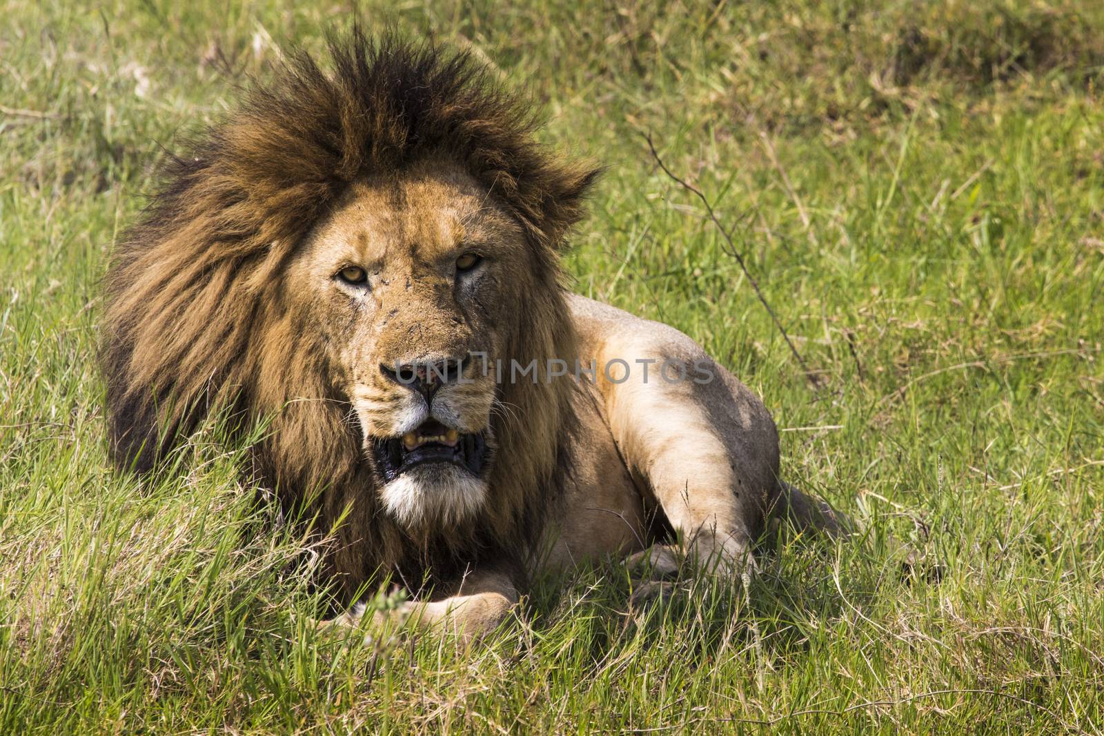 Portrait of Lion in Masai Mara, Kenya by mariusz_prusaczyk