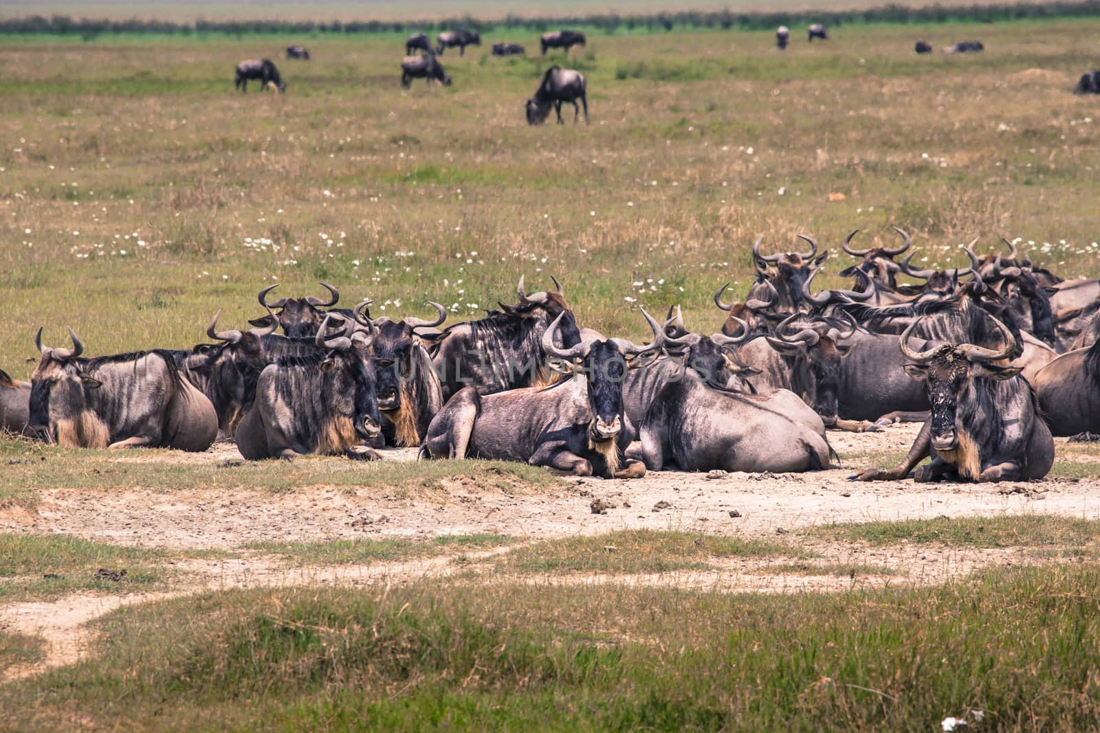 A Wildebeest mother and newly born calf, Ngorongoro Crater, Tanzania.
