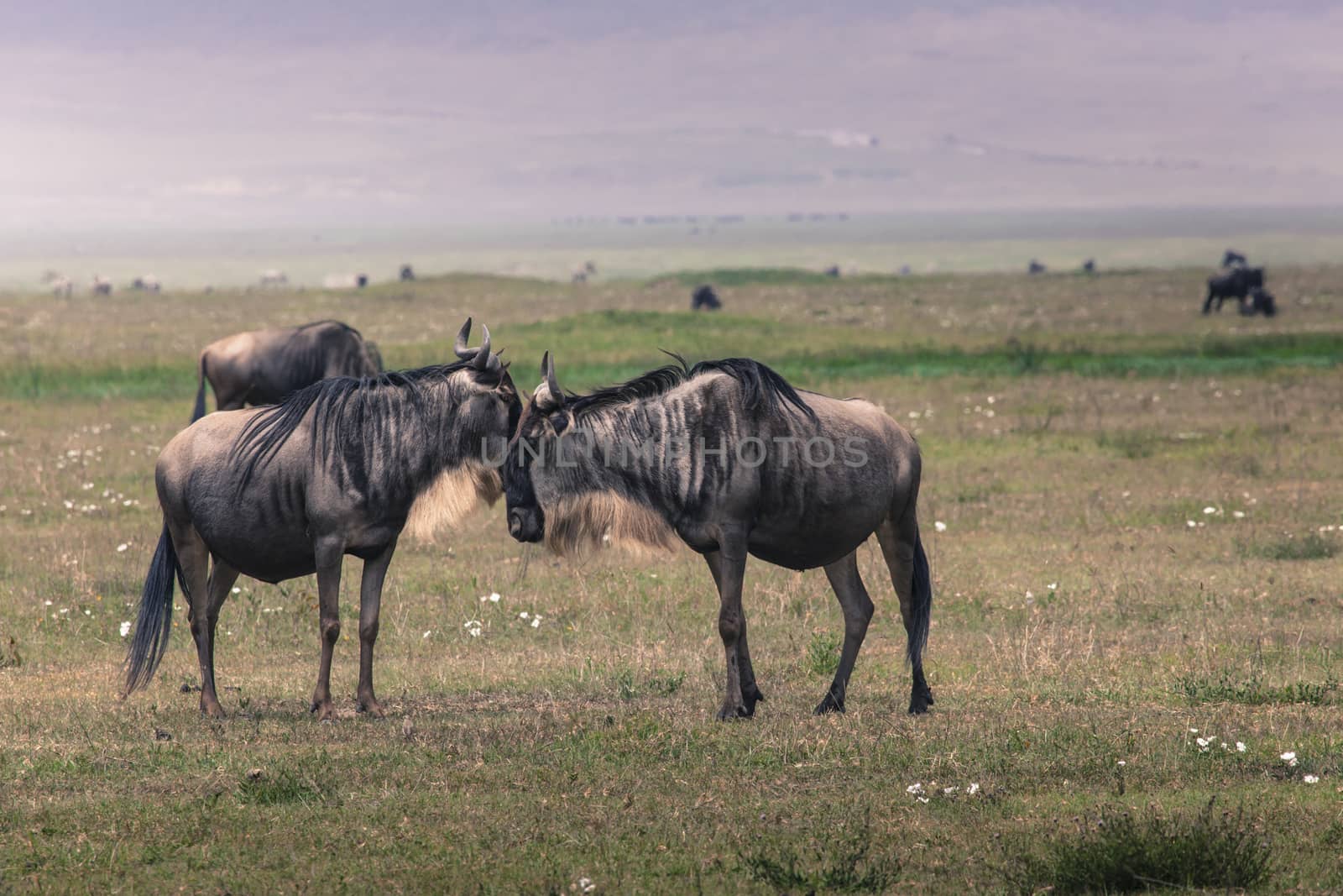 A Wildebeest mother and newly born calf, Ngorongoro Crater, Tanzania.