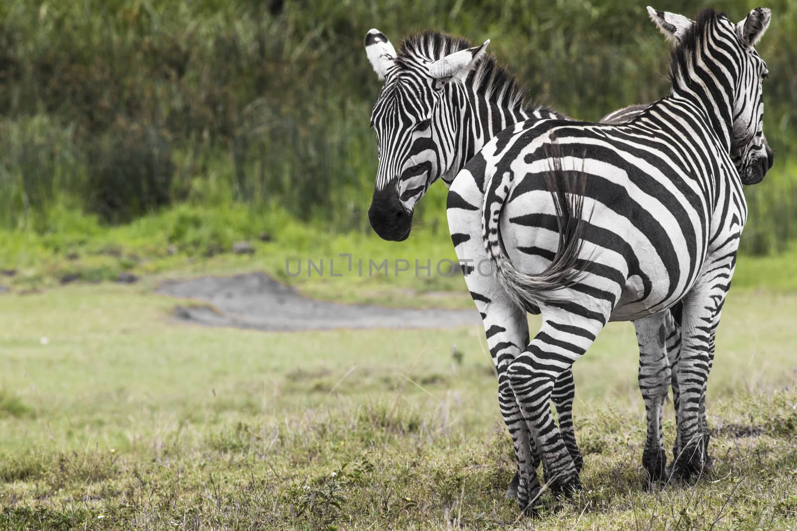 Zebras in Ngorongoro conservation area, Tanzania