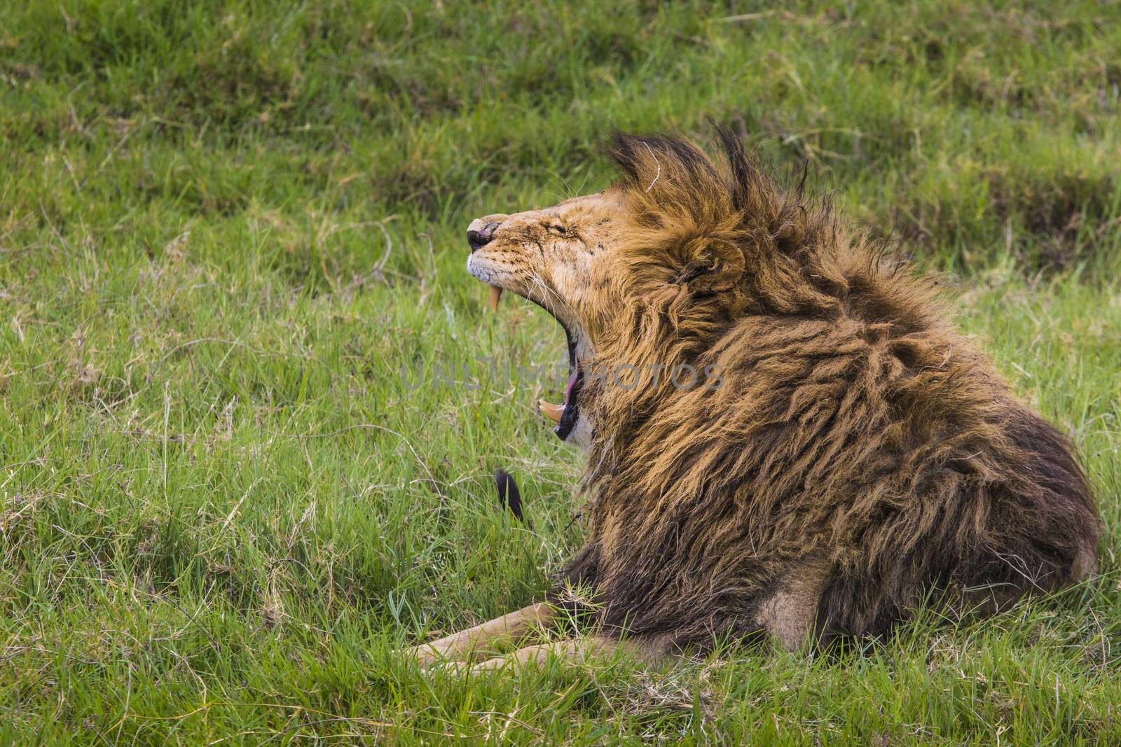 Big Lion showing his dangerous teeth in Masai Mara, Kenya.