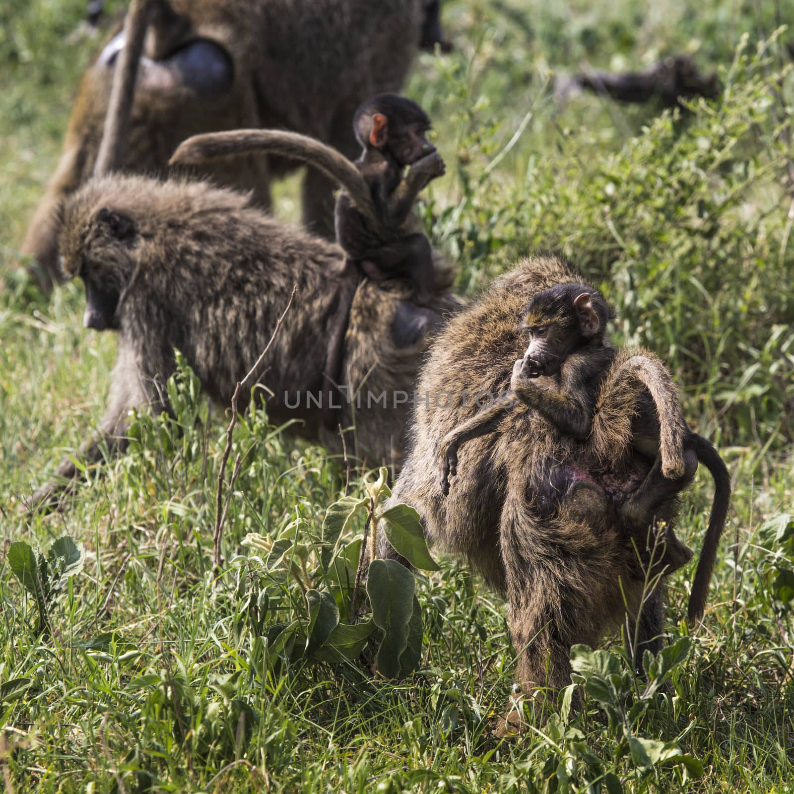 Baboon mother walking through the savannah with its baby on the  by mariusz_prusaczyk