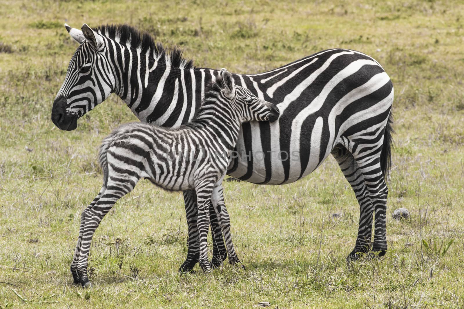 Zebras in Ngorongoro conservation area, Tanzania by mariusz_prusaczyk