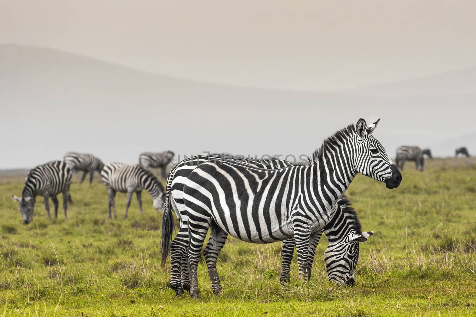 Zebra in National Park. Africa, Kenya by mariusz_prusaczyk