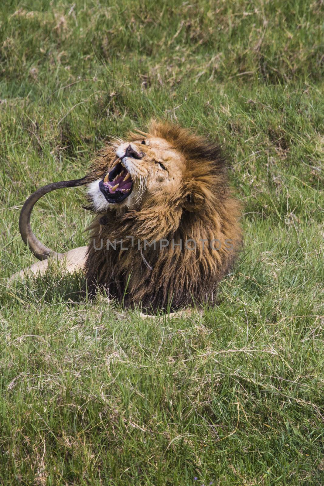 Big Lion showing his dangerous teeth in Masai Mara, Kenya. by mariusz_prusaczyk