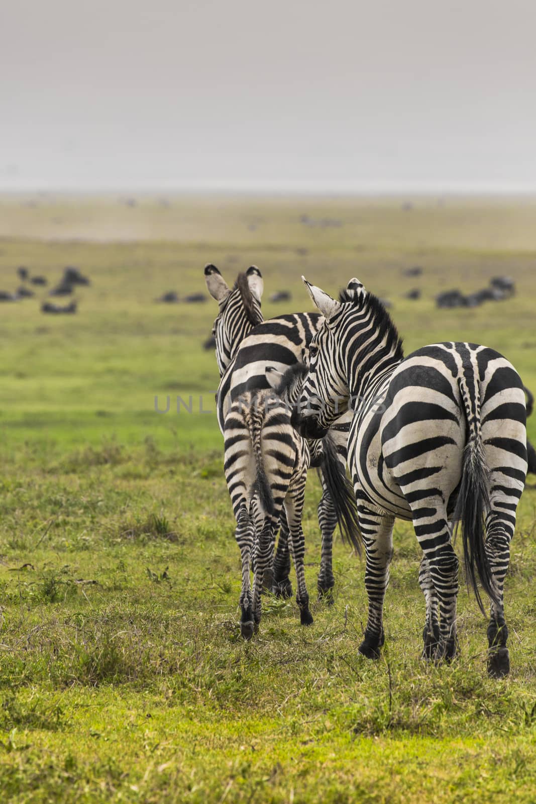 Zebra in National Park. Africa, Kenya