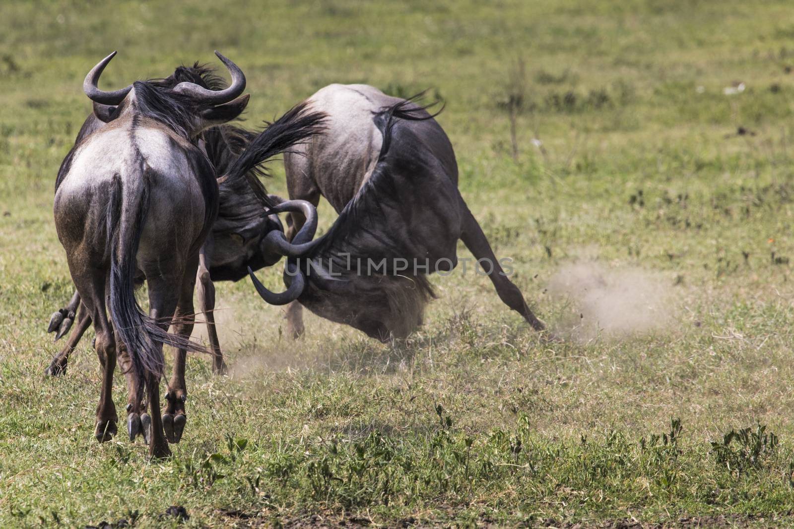 Two battling Wildebeests about to smash their heads against each by mariusz_prusaczyk