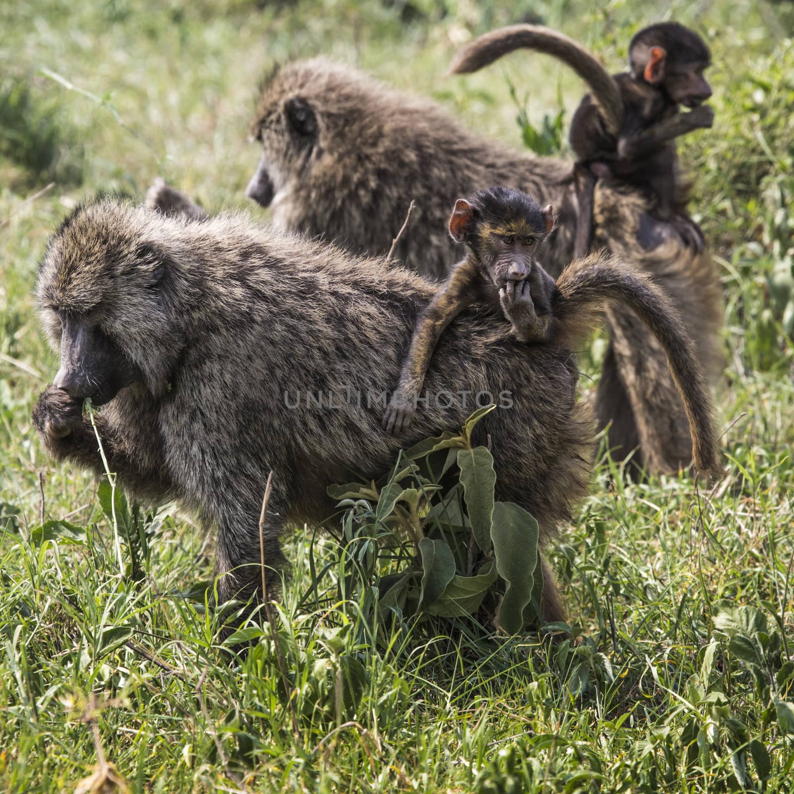Baboon mother walking through the savannah with its baby on the  by mariusz_prusaczyk