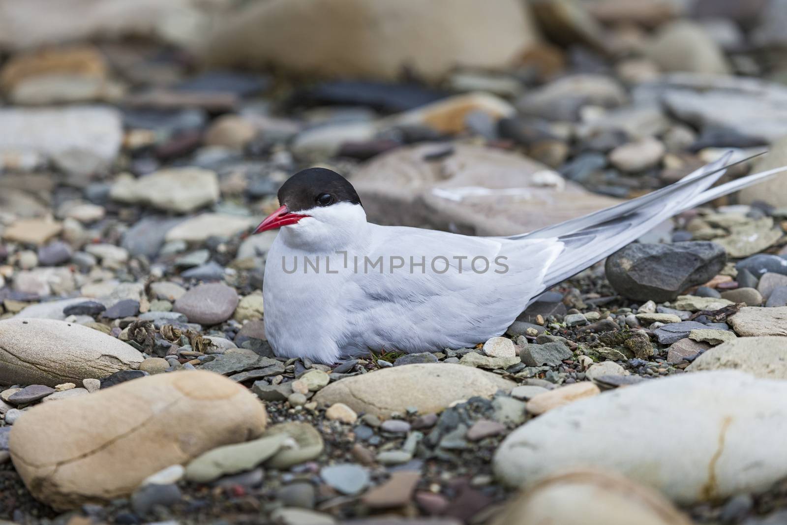 Arctic Tern standing near her nest protecting her egg from preda by mariusz_prusaczyk