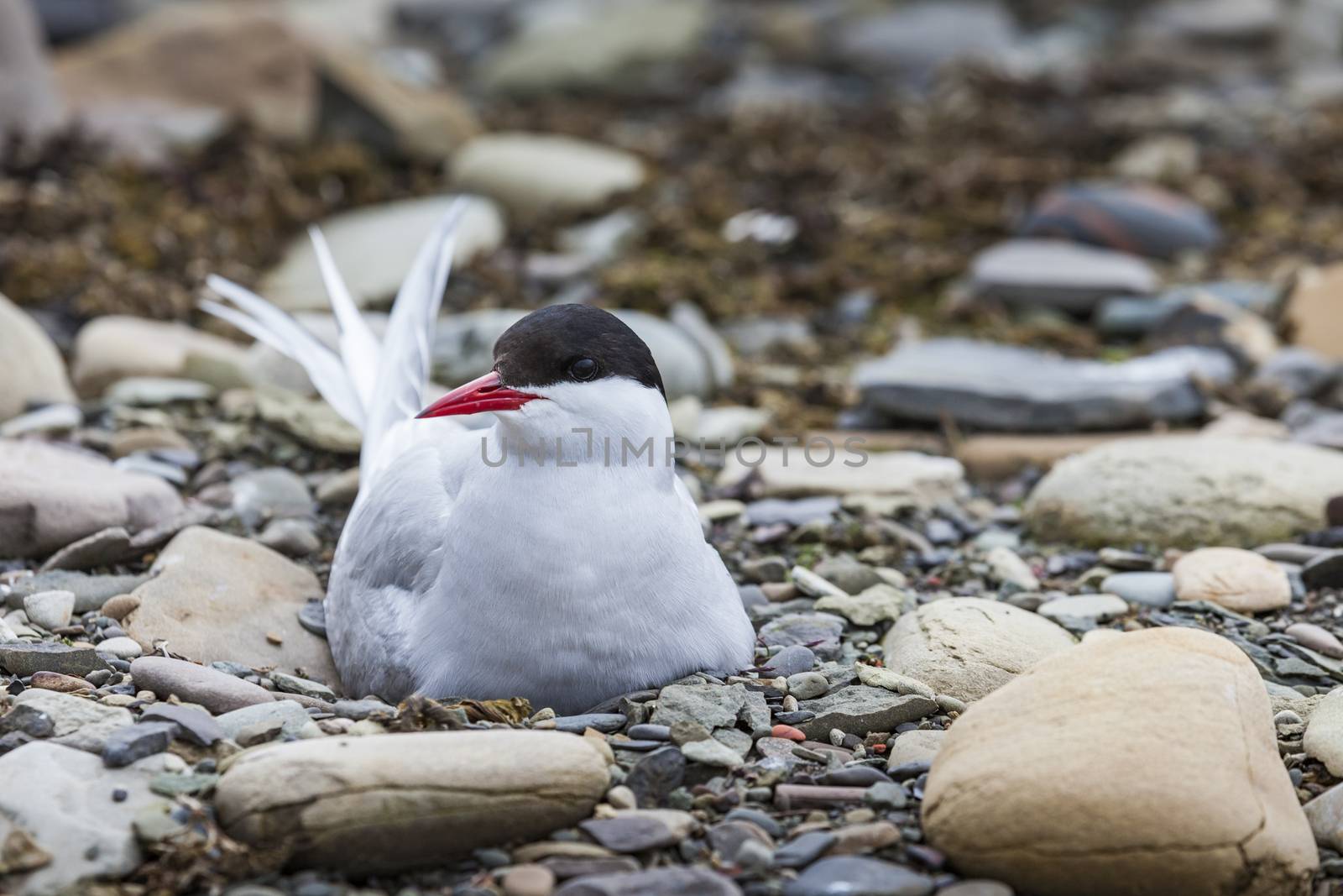 Arctic Tern standing near her nest protecting her egg from predators

