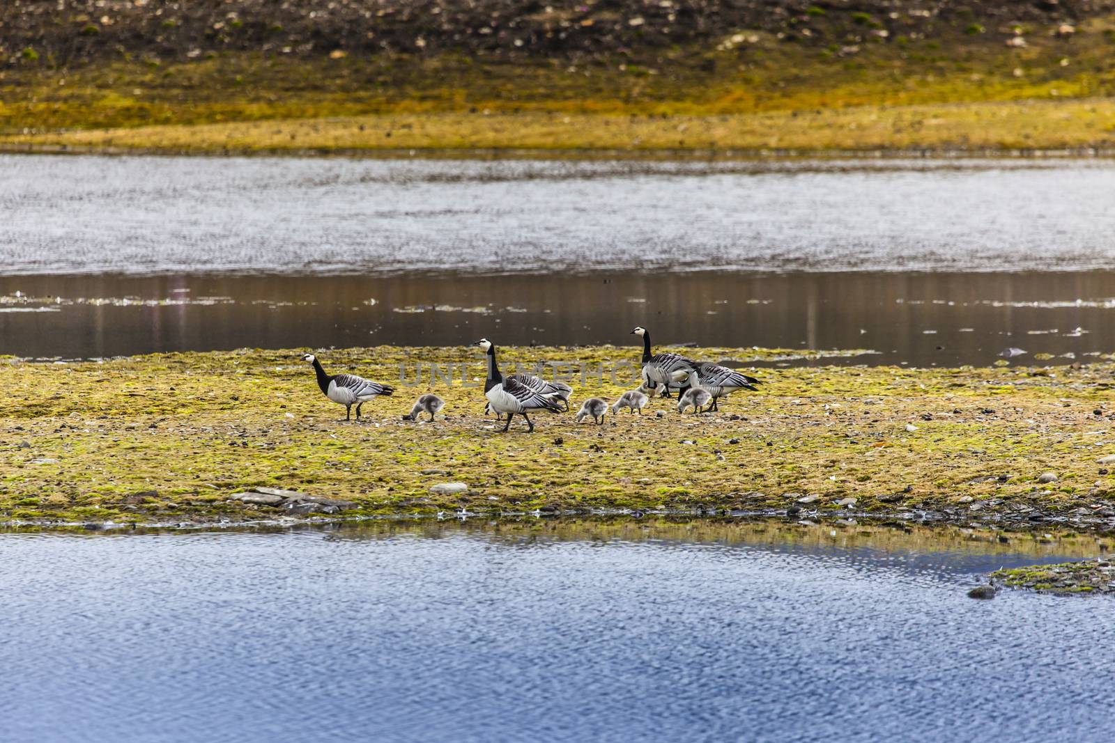 Group off Barnacle goose by mariusz_prusaczyk