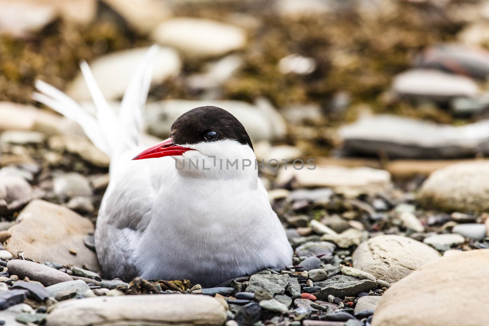 Arctic Tern standing near her nest protecting her egg from predators  by mariusz_prusaczyk