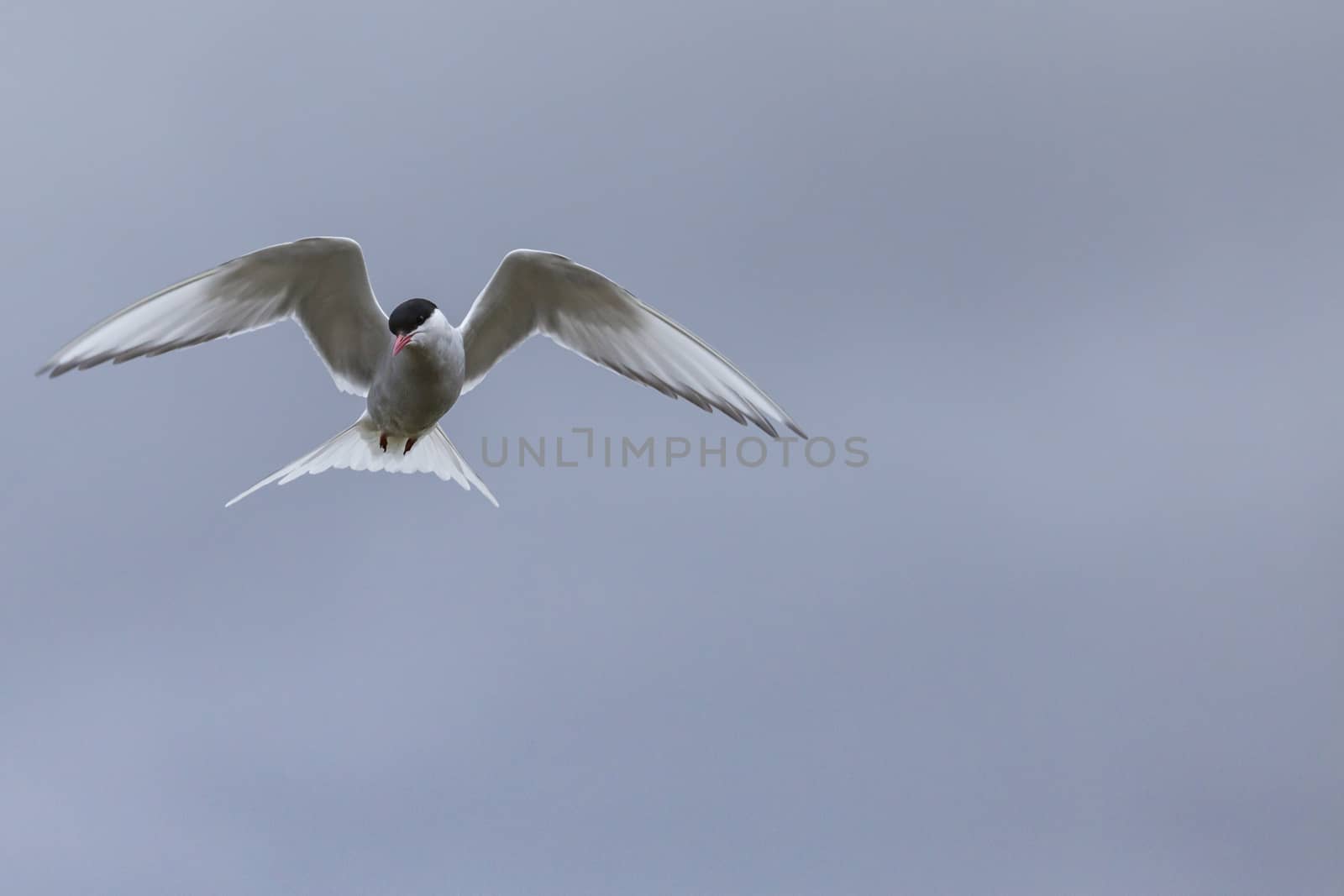 Whilst their mates incubate their eggs, these Arctic Terns head  by mariusz_prusaczyk