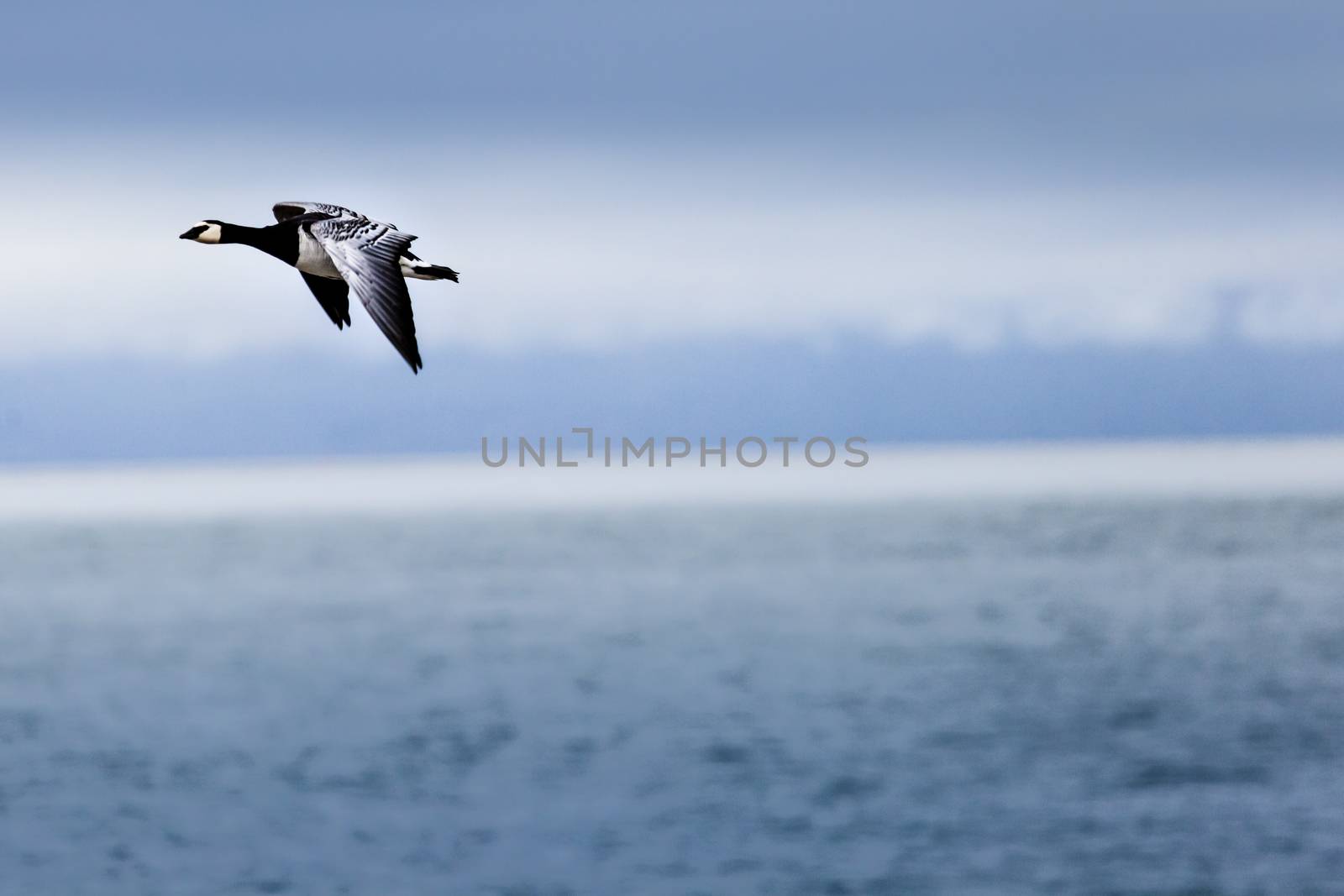 Group off Barnacle goose by mariusz_prusaczyk