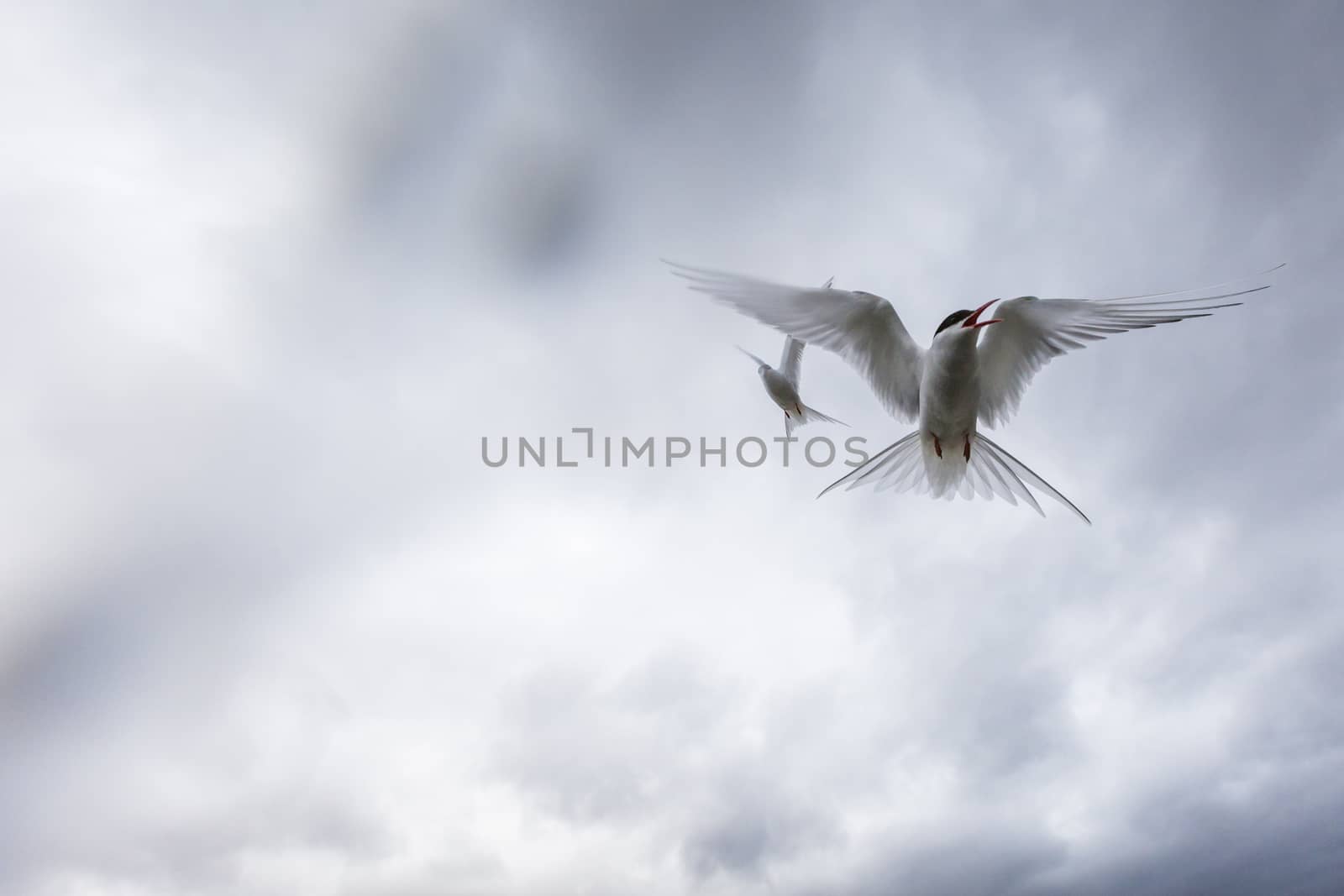 Whilst their mates incubate their eggs, these Arctic Terns head  by mariusz_prusaczyk