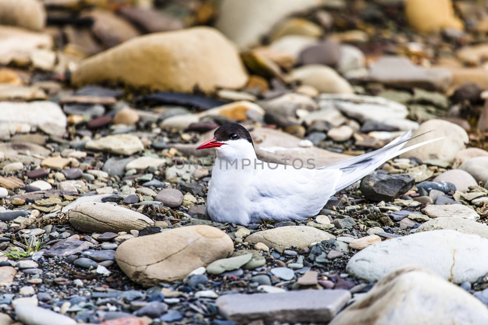 Arctic Tern standing near her nest protecting her egg from predators 