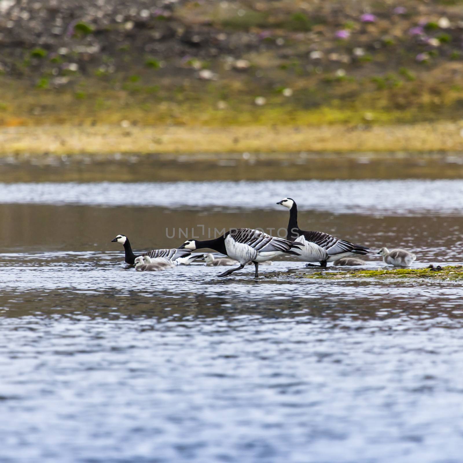 Group off Barnacle goose by mariusz_prusaczyk