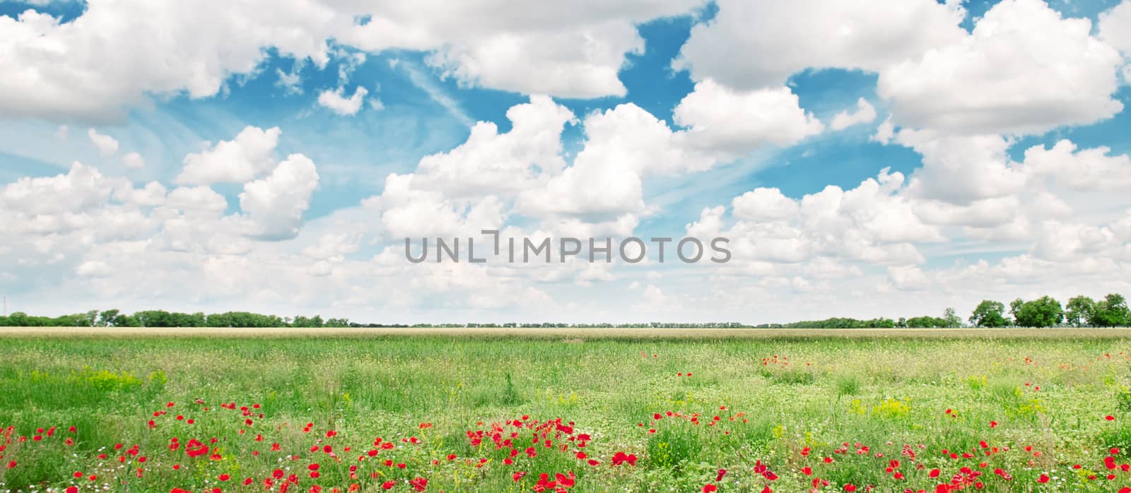 beautiful wheat field and blue cloudy sky by galina_velusceac