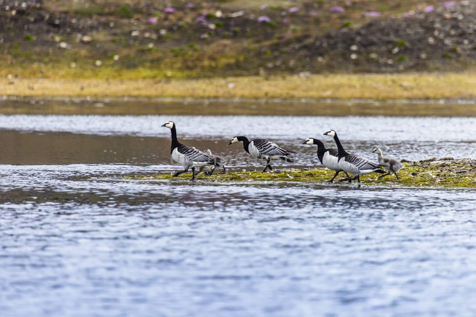 Group off Barnacle goose