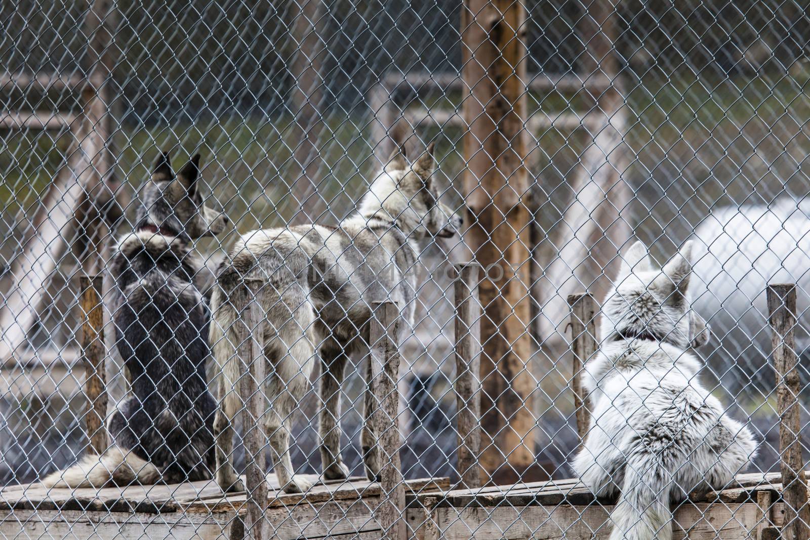 Photo of a Husky dogs watching through the cage door 