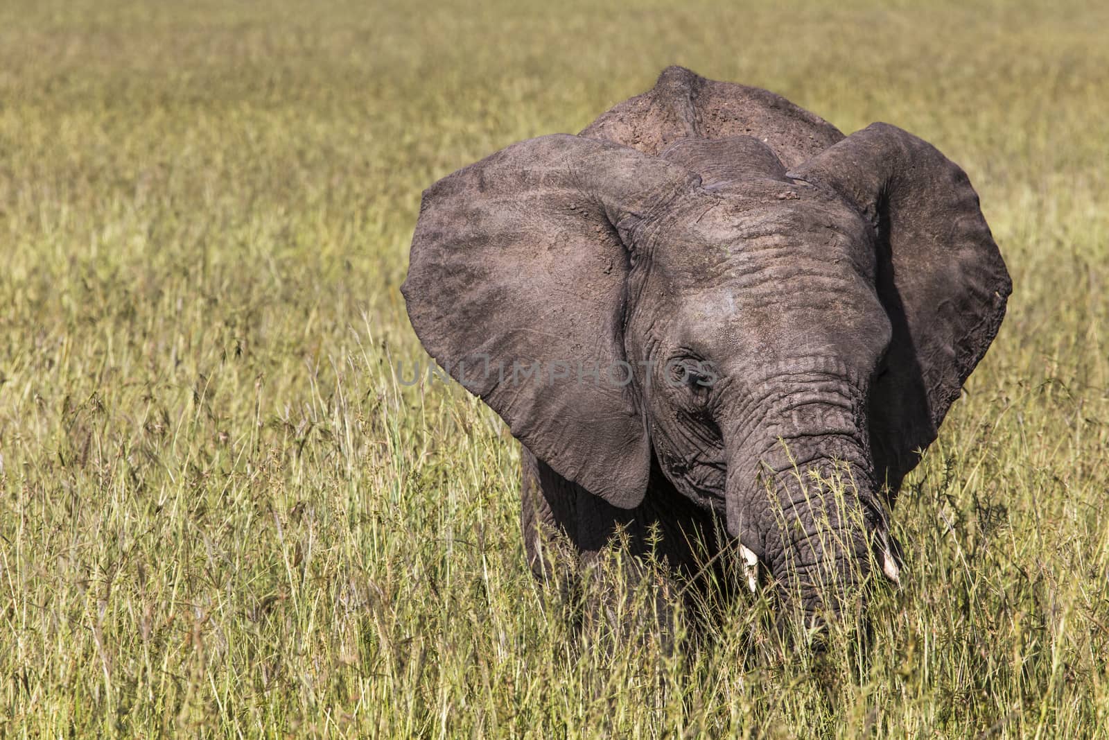 Wild elephant in Maasai Mara National Reserve, Kenya.