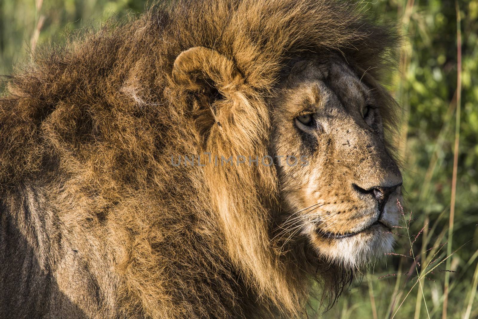 Big lion lying on savannah grass. by mariusz_prusaczyk