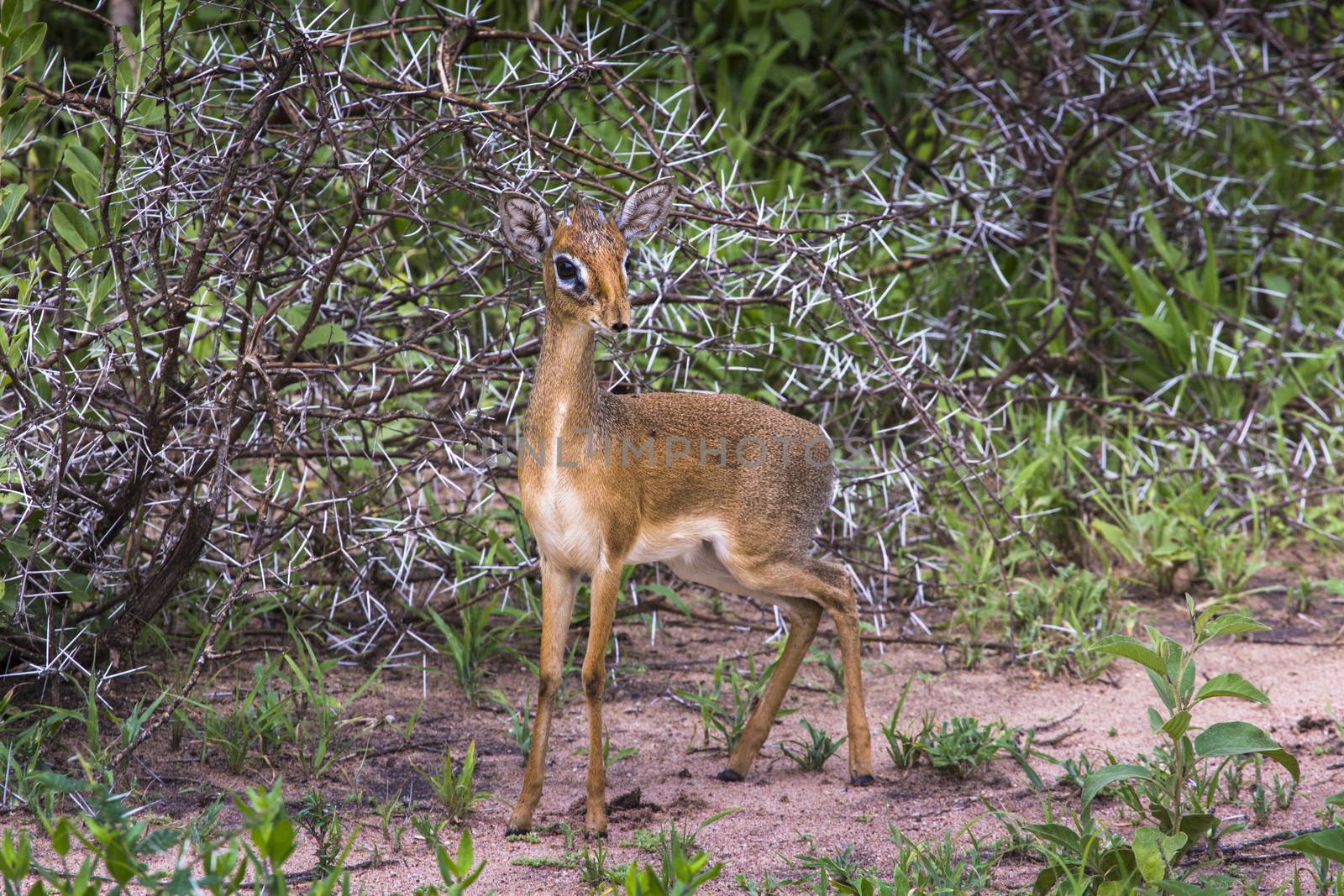 A dik-dik, a small antelope in Africa. Lake Manyara national par by mariusz_prusaczyk