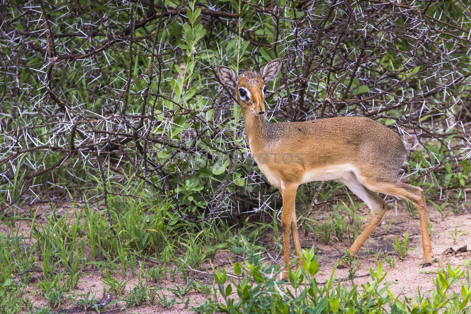 A dik-dik, a small antelope in Africa. Lake Manyara national par by mariusz_prusaczyk