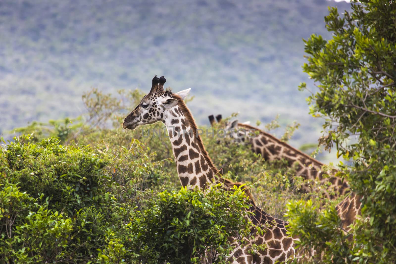Giraffe on safari wild drive, Kenia.