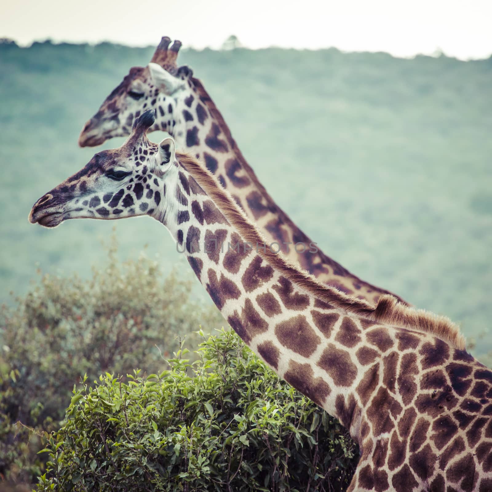 Giraffe on safari wild drive, Kenya. by mariusz_prusaczyk