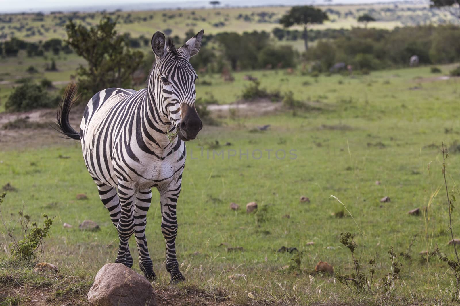 Zebra portrait on African savanna. Safari in Serengeti, Tanzania by mariusz_prusaczyk